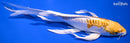 7.75" DOITSU LEMON HARIWAKE BUTTERFLY