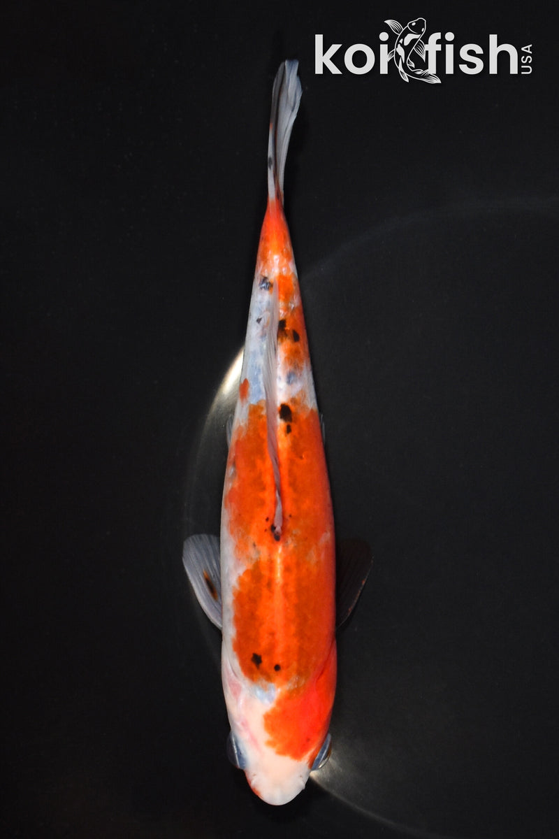 6.5" COMET GOLDFISH