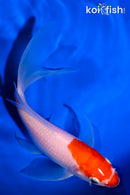 6.75" KOHOKU BUTTERFLY