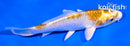 4.5" KUAJKU