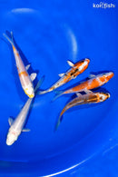PACK OF (5) 4-4.5" STANDARD KOI