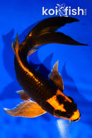 9.5" ORENJI MATSUBA BUTTERFLY