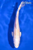 6.75" CREAMY OGON