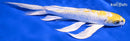 7.75" LEMON HARIWAKE BUTTERFLY