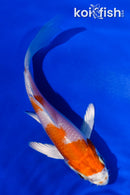 4.5" HARIWAKE BUTTERFLY