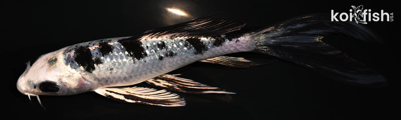 5.5" GINRIN GIN SHIRO BEKKO BUTTERFLY