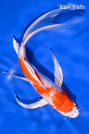 8.75" HARIWAKE BUTTERFLY
