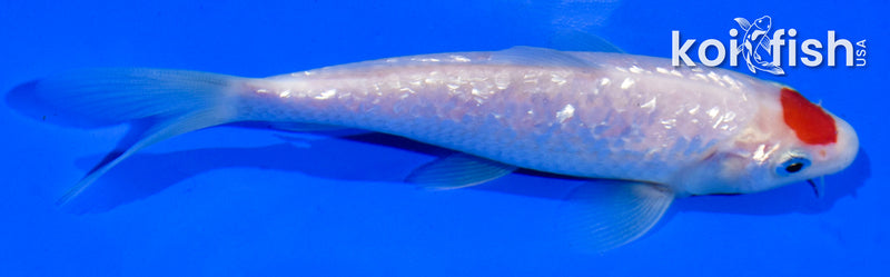 5" GINRIN TANCHO KOHAKU