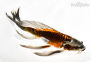 8.75" BENI KIKOKURYU BUTTERFLY