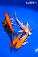PACK OF (5) 4.5-6" BUTTERFLY KOI