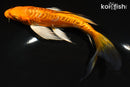 6.5" ARAGOKE ORENJI OGON BUTTERFLY