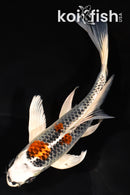 7.5" KUJAKU BUTTERFLY