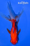 5.5" WATONAI GOLDFISH