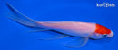 6.75" TANCHO KOHAKU BUTTERFLY