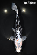 11.25" ARAGOKE BENI KUMONRYU