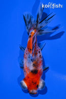 4.5" CALICO TELESCOPE FANTAIL GOLDFISH