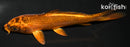 4.75" KIN ORENJI MATSUBA