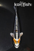 5.75" BENI KIKOKURYU