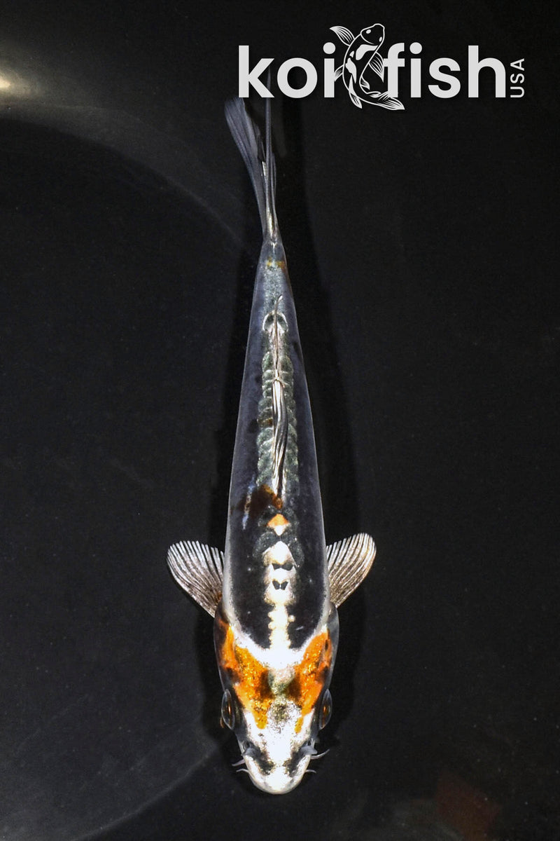 5.75" BENI KIKOKURYU