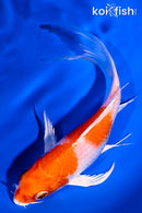 5.75" HARIWAKE BUTTERFLY