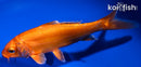 5.5" DOITSU ORENJI OGON