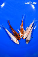 PACK OF (5) 3.75-4.25" STANDARD KOI