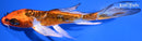 5.75" BENI KIKOKURYU BUTTERFLY