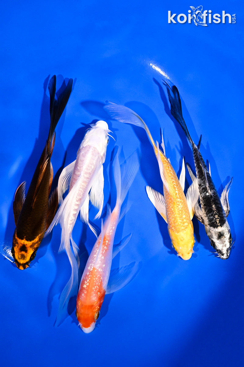 PACK OF (5) 4.5-5.5" BUTTERFLY KOI
