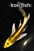 6.25" KI MATSUBA BUTTERFLY