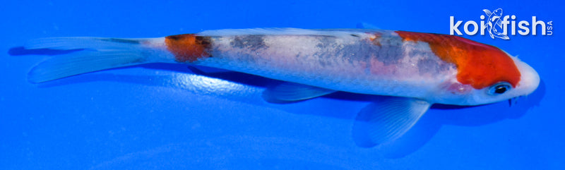 5.5" SANKE