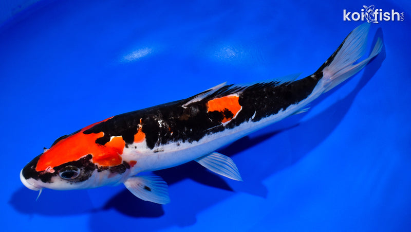 11.75" DOITSU GOSHIKI