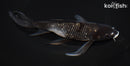 8.25" GINRIN OCHIBA SHIGURE BUTTERFLY