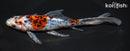 7.5" SHUBUNKIN GOLDFISH