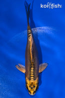 4.75" KIN KIKOKURYU