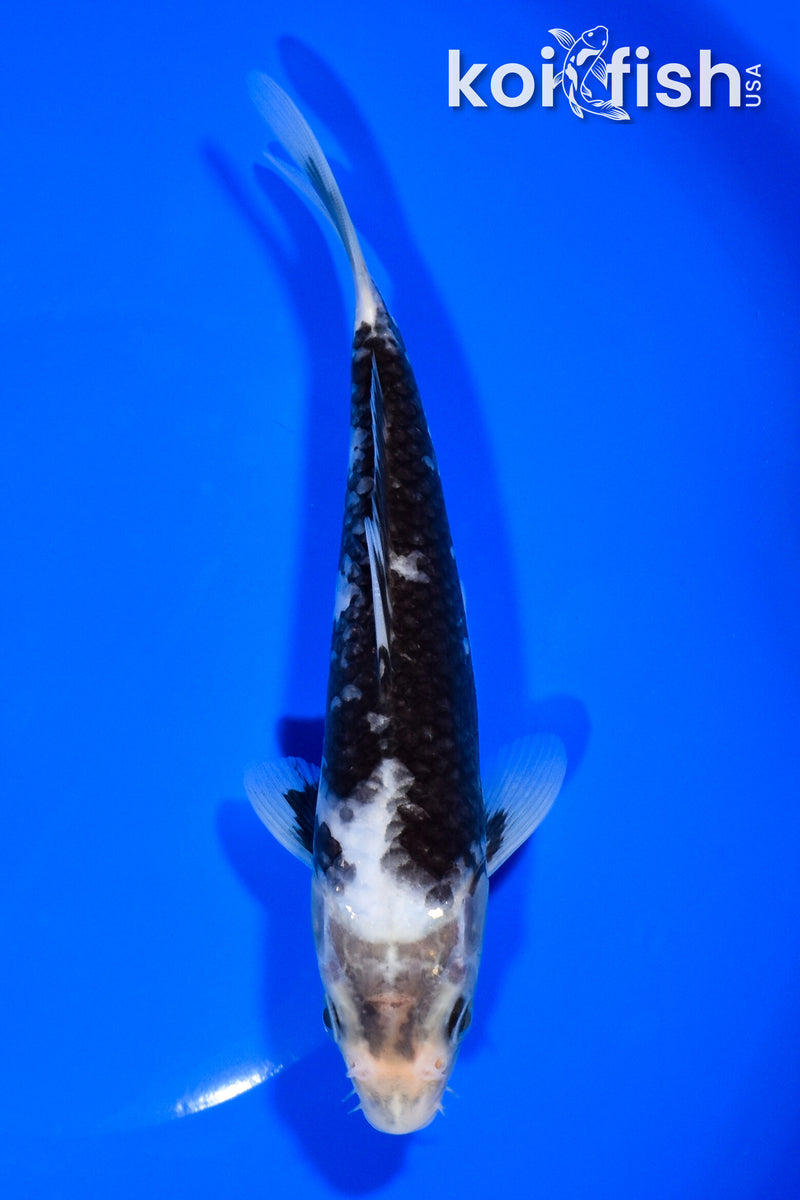 7.25" MATSUKAWABAKE