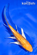 5" GINRIN HARIWAKE BUTTERFLY