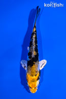 5" GINRIN HEISEI NISHIKI