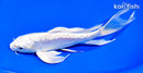 8" DOITSU PLATINUM OGON BUTTERFLY