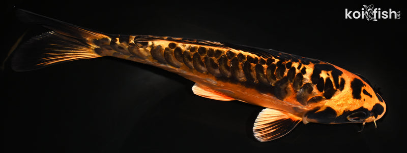 8.25" ARAGOKE BENI KIKOKURYU