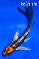 5" ARAGOKE BENI KIKOKURYU BUTTERFLY