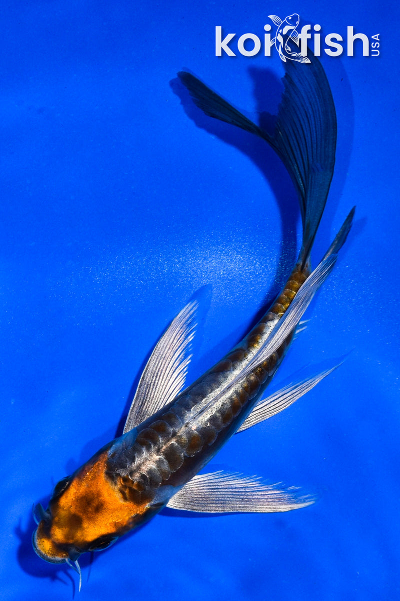 5" ARAGOKE BENI KIKOKURYU BUTTERFLY