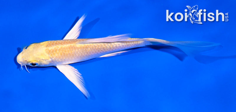 4.5" GINRIN YAMABUKI OGON