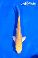 5" GINRIN YAMABUKI OGON