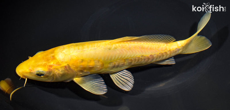 9.75" ARAGOKE KIGOI