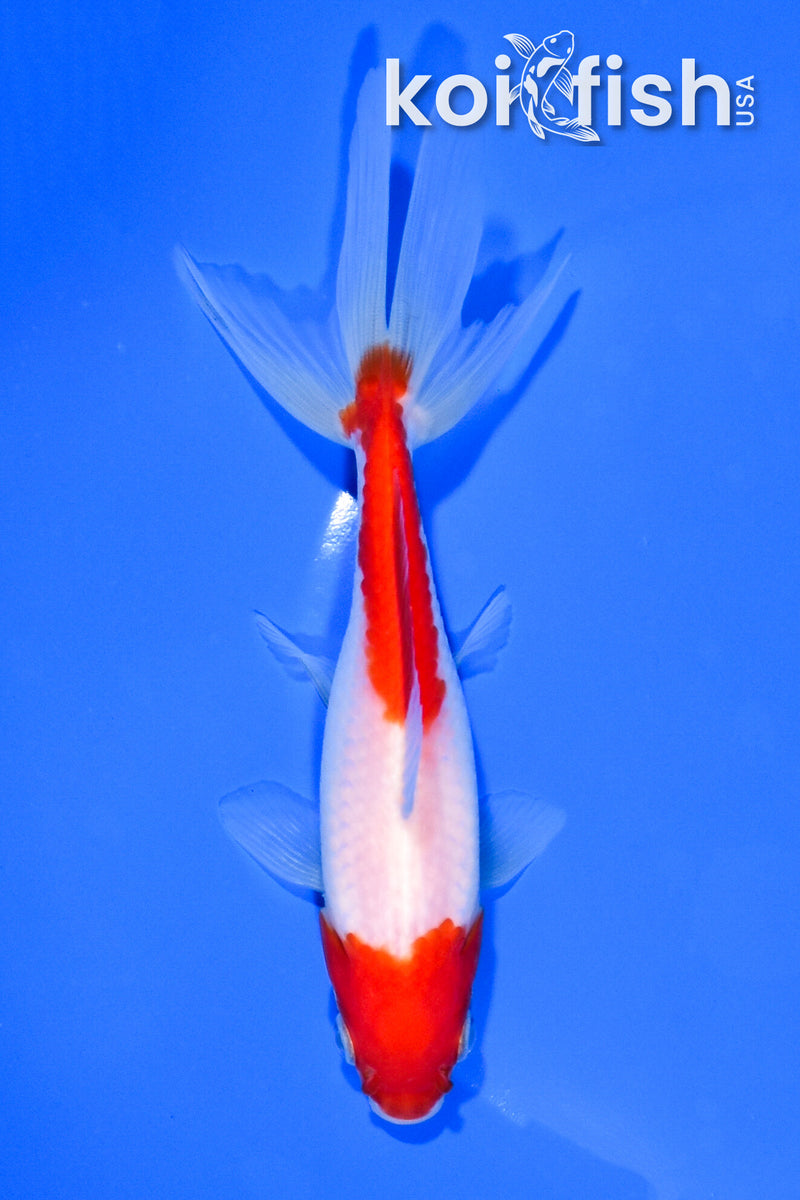 5.75" SARASA WATONAI GOLDFISH
