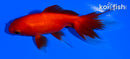 4.25" WATONAI GOLDFISH