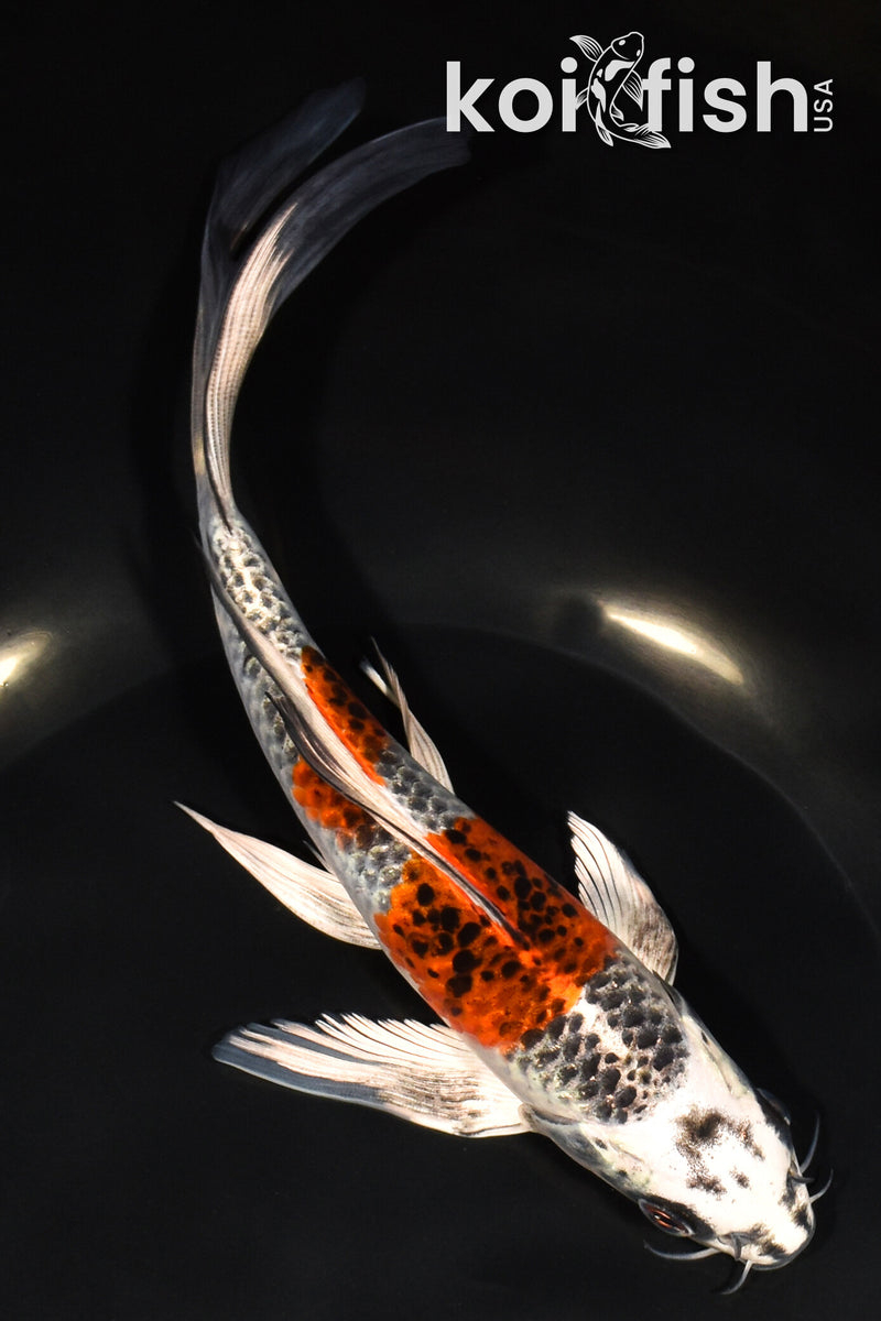 8" BENI GINGA BUTTERFLY