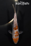 5" GINRIN OCHIBA SHIGURE