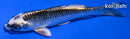 4.5" GIN MATSUBA
