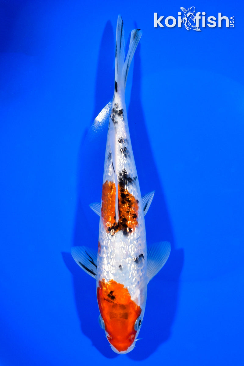 8.75" GINRIN SANKE